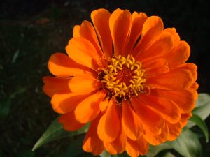 zinnia-flores
