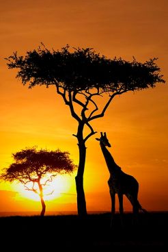 Atardecer de Safari por Kenya. Vía Pinterest.